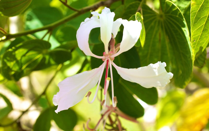 White Hong Kong Orchid Tree