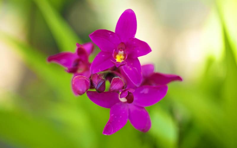 Grape orchids ground cover Kauai