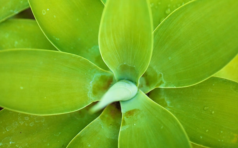 Agave plant Kauai