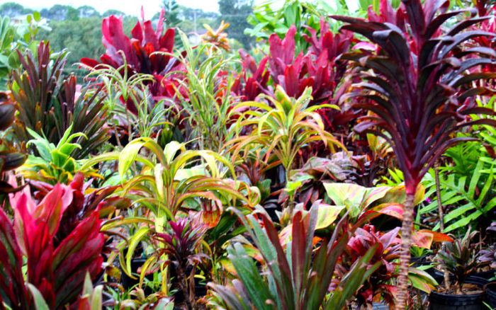 Hybrid Ti Plants | Cordyline | Kipapa Nursery