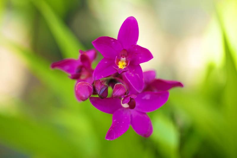 Grape orchids