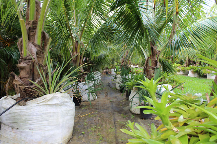Dwarf Coconut Trees for Sale Kauai