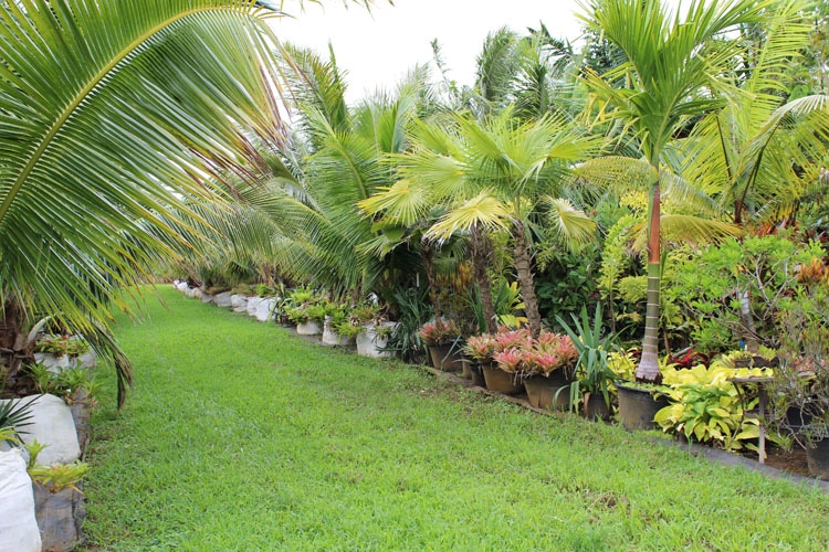 Assorted Palms at Kipapa Nursery